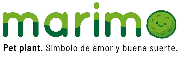 Marimo Pet Plant
